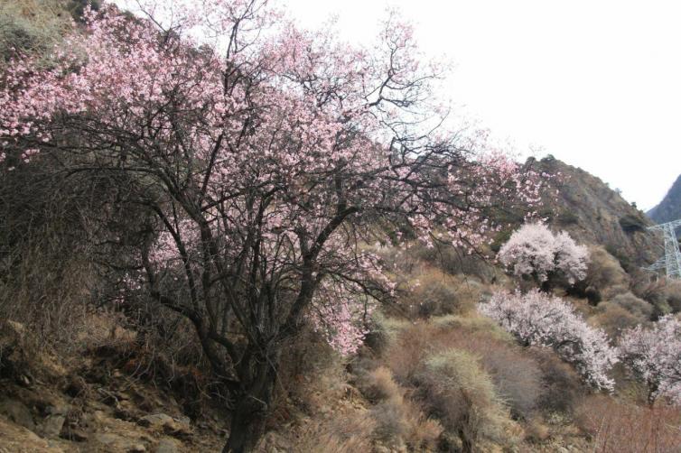 4月国内自驾游最美风景汇总，国内踏春自驾游必去景点推荐