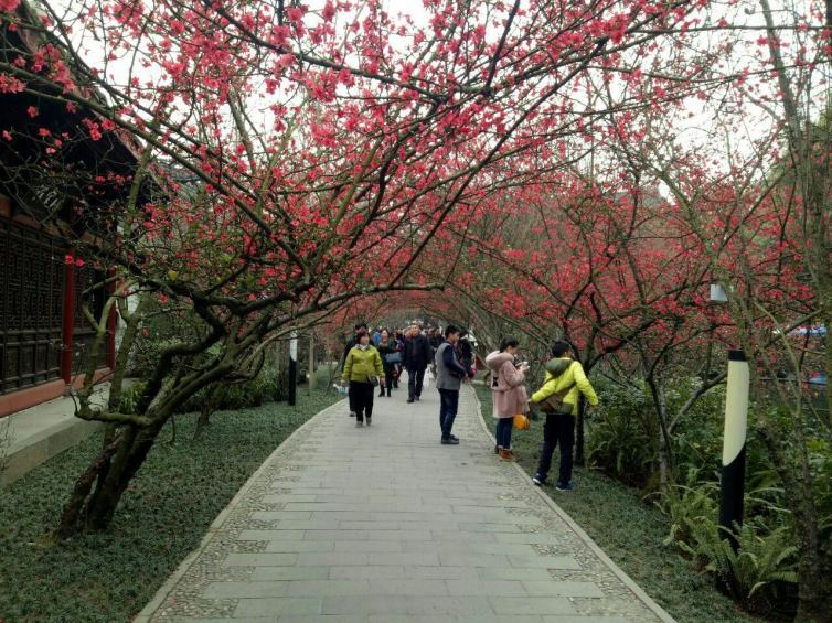 春天成都赏花自驾游景点大盘点，赏遍成都最美花海