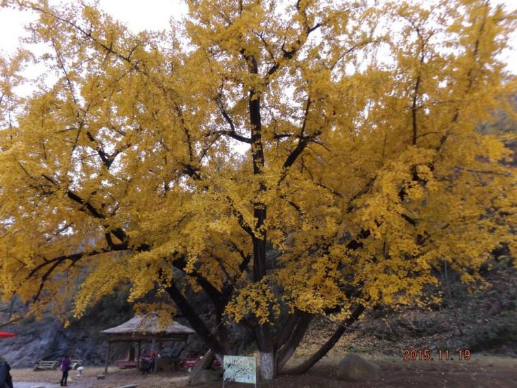 十一假期湖北周边自驾游去哪儿好玩，5个湖北周边最美秋景自驾游路线景点推荐