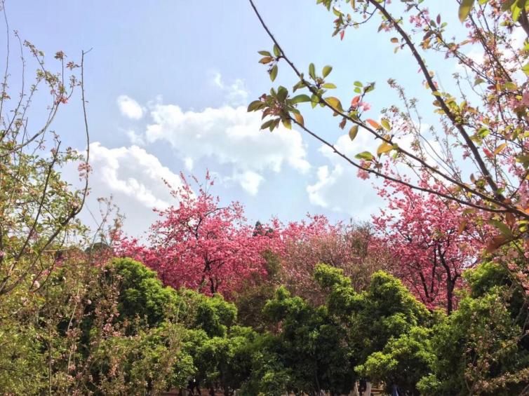 清明节云南自驾游玩攻略，小长假去云南自驾游最佳景点推荐