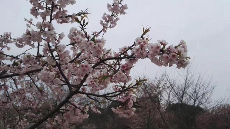 4月广东自驾游最美景点推荐，这个周末就行动起来吧