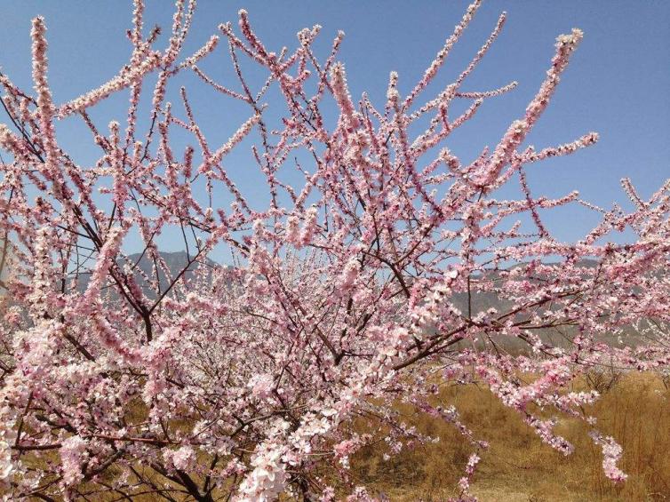 清明节北京自驾游去哪儿好玩，北京周边8条踏青赏花自驾游线路推荐