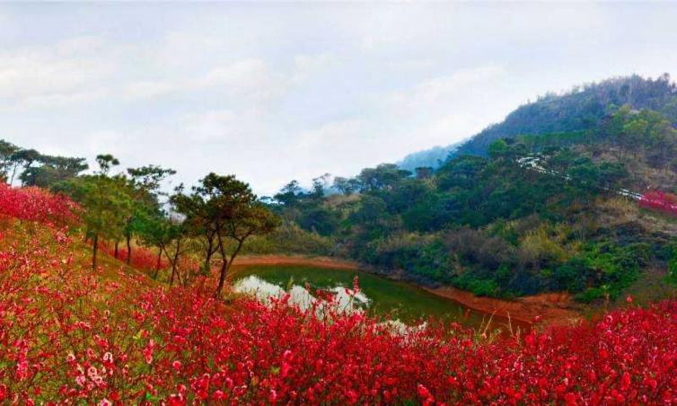 广州周边春季赏花去什么地方好，12个自驾游赏花景点全攻略推荐