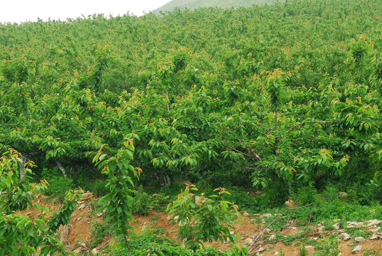 中秋山东莱芜周边自驾游好去处推荐，8个感受自然短途自驾游村庄美景攻略