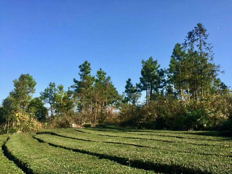 秋天湖北武汉周边自驾游必去景点推荐，武汉周边自驾游好去处路线攻略