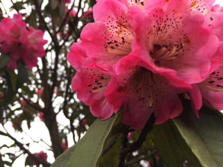 成都自驾赏花去哪好?7个成都周边颜值最高的杜鹃花海景点好去处推荐