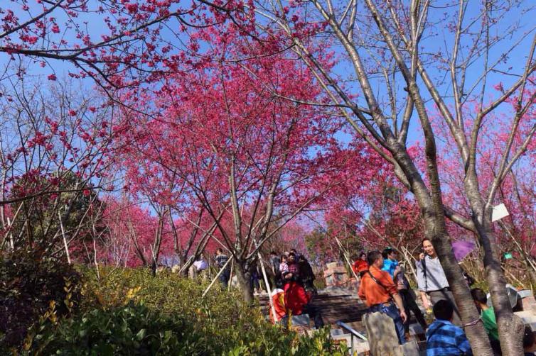 春节假期国内最值得去的15个自驾游景点，避开人山人海、赏花、看雪、品年味