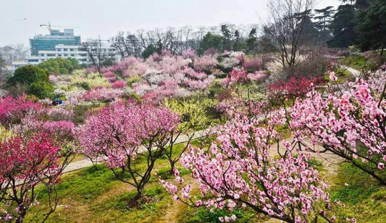 南京短途1-3日自驾游哪些好去处；6个南京周边赏梅花自驾游景点攻略收藏