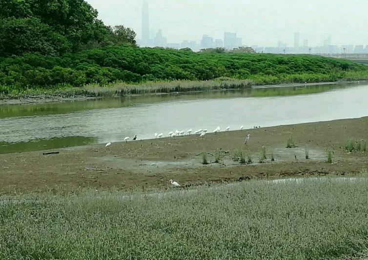 秋天广东省内自驾游去哪里最好玩，7个广东周边最美湿地公园自驾游景点攻略