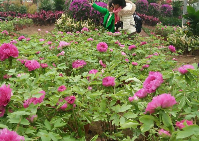 7个适合春季赏花的重庆周边自驾路线推荐，桃花梨花油菜花牡丹花樱花