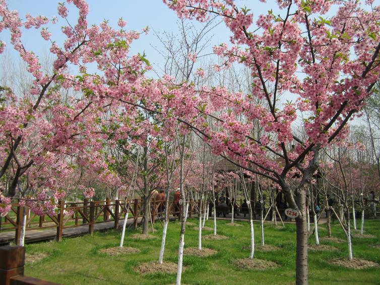 青岛周边自驾游去哪好玩，7个青岛周边自驾游最值得去的好地方推荐