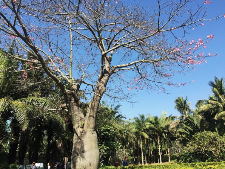 深圳自驾游免费景点推荐，6个深圳适合周末游玩的好去处推荐