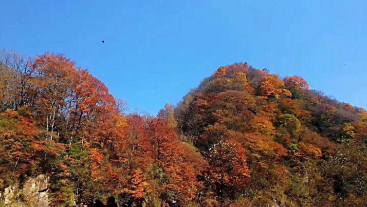 秋天重庆周边自驾游赏景胜地推荐，不会让你失望的自驾游美景