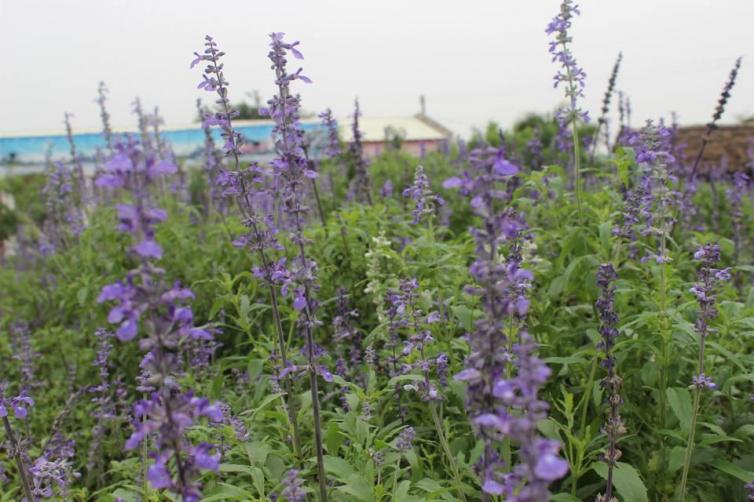 7月昆明自驾游赏花好去处推荐，昆明周边最美的花海景点攻略