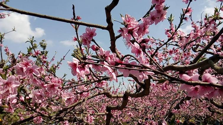 成都14个赏花自驾游景点详细攻略推荐，3-4月成都周边赏花自驾游有哪些好去处？