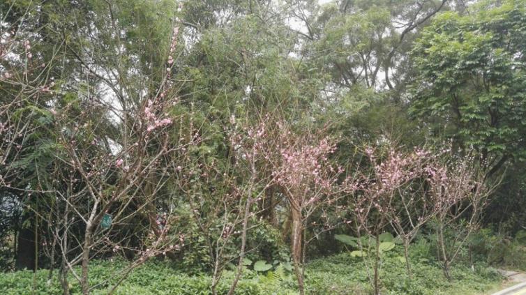 春天深圳周边自驾游可以赏花的好去处推荐，深圳自驾游踏春值得收藏的好攻略