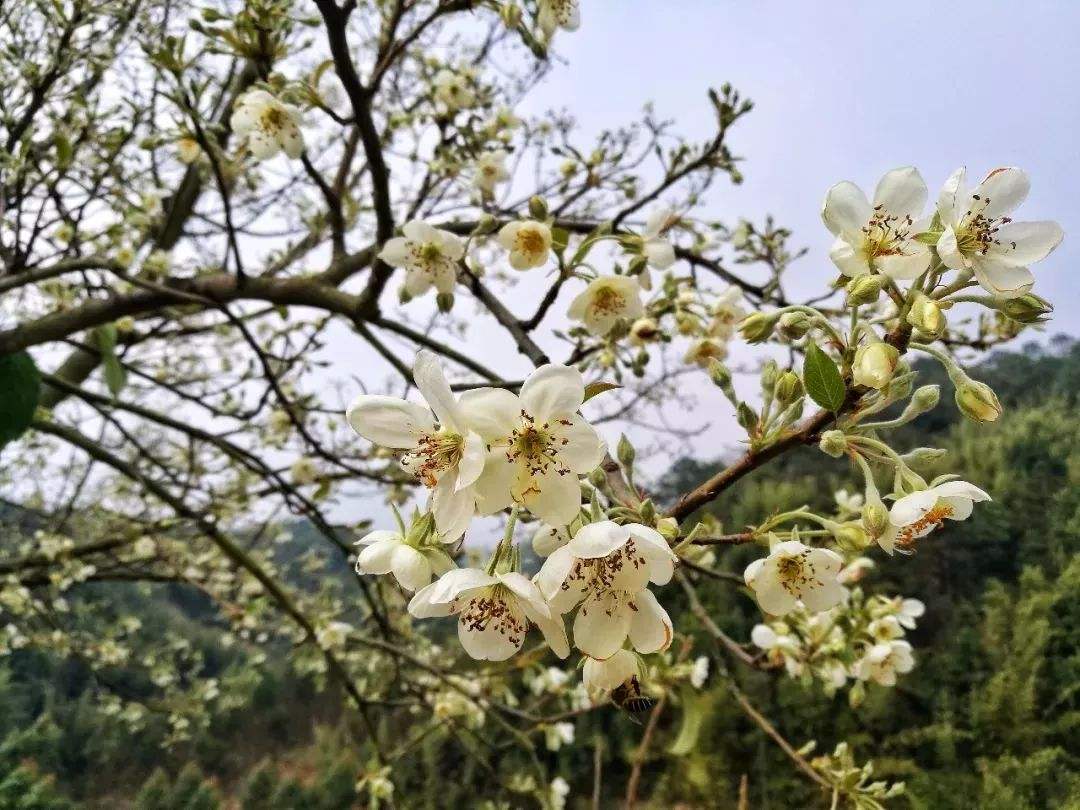 广东福建短途周边赏花自驾游路线，春节赏花自驾游好去处推荐