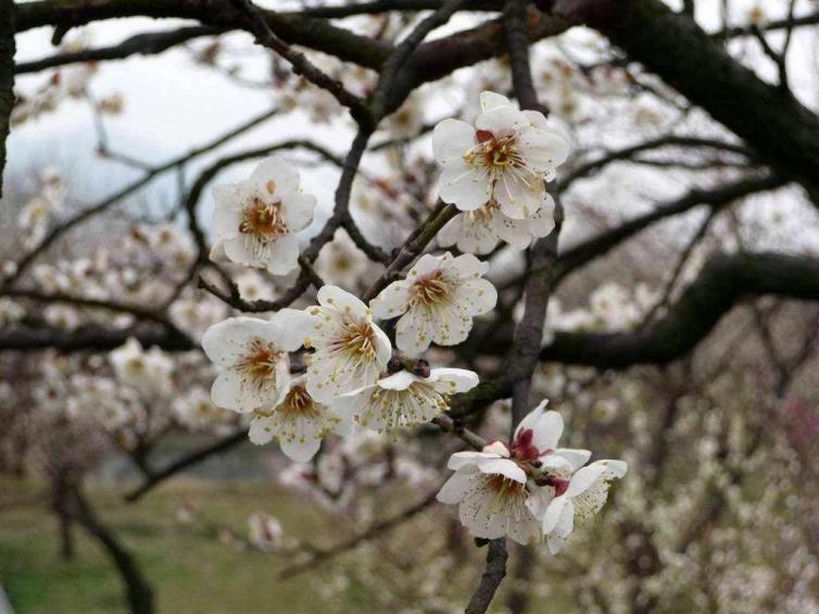 2月国内7个最吸引人的好去处推荐，初春自驾游这些景点不能错过