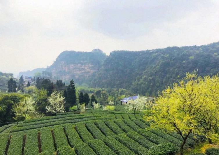 周末成都出发赏花、爬山、玩湖1日自驾游线路推荐，成都周边自驾游去哪好玩