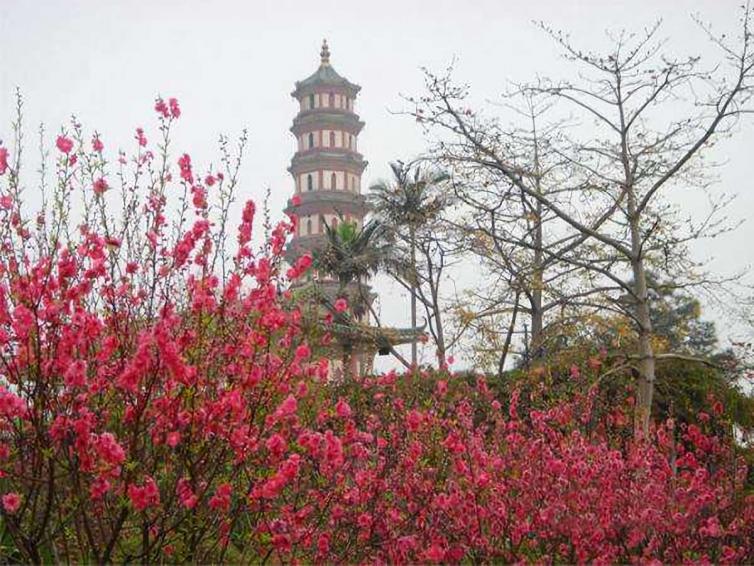 广州周边春季赏花去什么地方好，12个自驾游赏花景点全攻略推荐