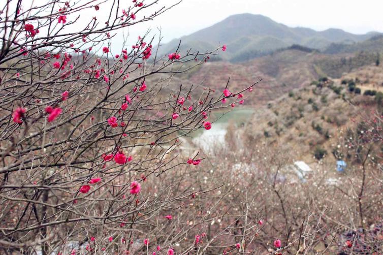 春寒之时赏安徽-苏州最美梅花之景，东南地区自驾游花海景点推荐