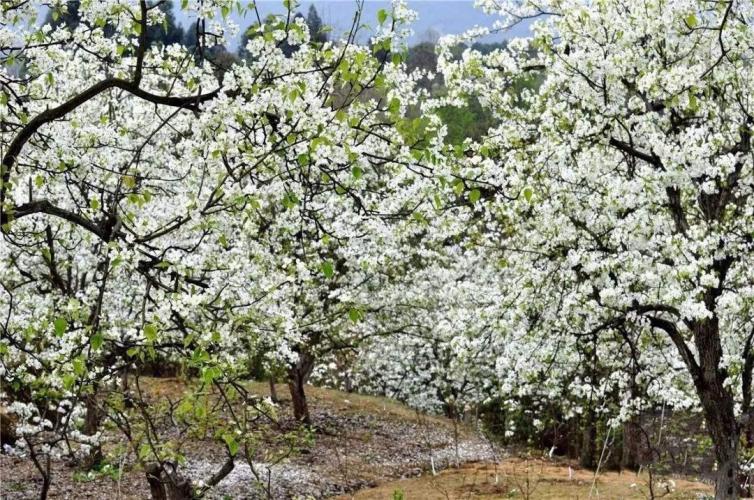 成都14个赏花自驾游景点详细攻略推荐，3-4月成都周边赏花自驾游有哪些好去处？