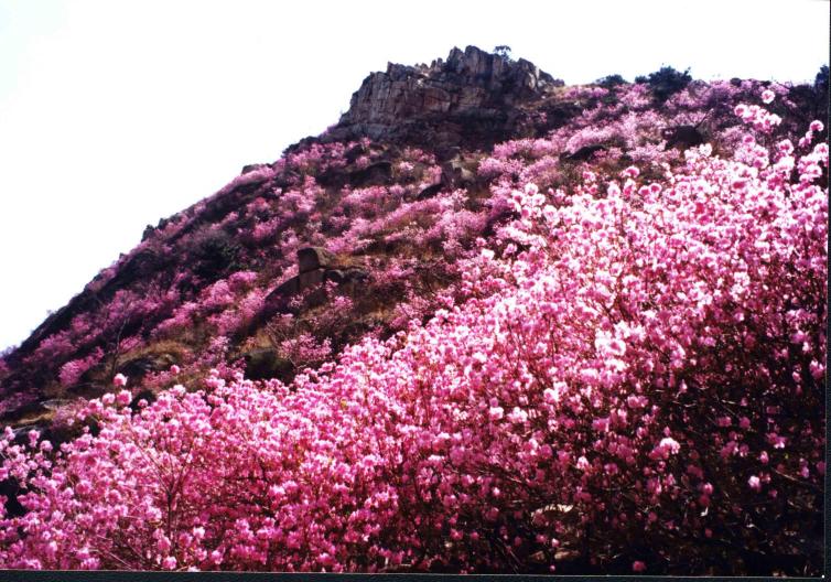 青岛周边自驾游路线推荐，青岛周边好去处推荐，8条自驾游路线