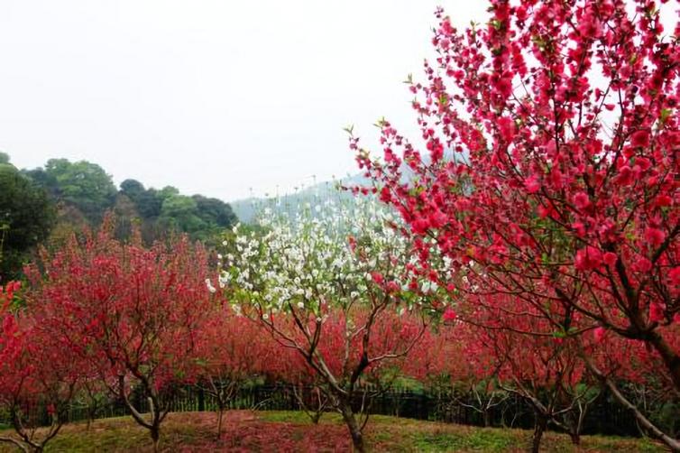 广州周边春季赏花去什么地方好，12个自驾游赏花景点全攻略推荐