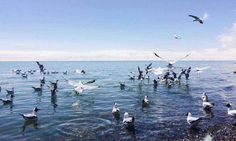 6-8月青海景色最美的7个自驾游景点攻略推荐，暑假青海自驾游去哪好玩