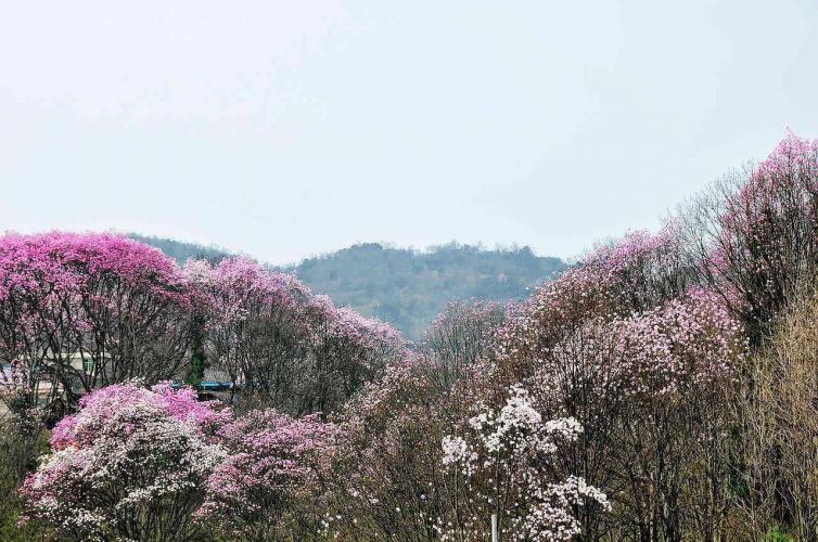 周末成都自驾游去哪里好?5个最适合带孩子去景点推荐