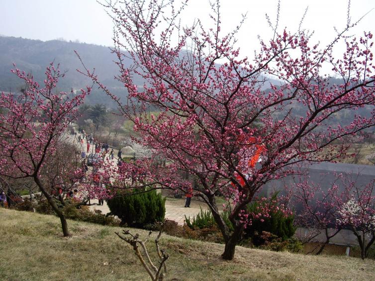 青岛周边自驾游路线推荐，青岛周边好去处推荐，8条自驾游路线