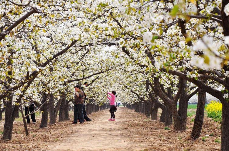 3-4月份石家庄周边踏春自驾游去哪里好玩，3个石家庄周边赏梨花自驾游好去处推荐