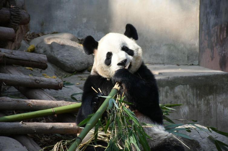 周末成都1-2天自驾游必去景点推荐，成都周末自驾游去哪好?