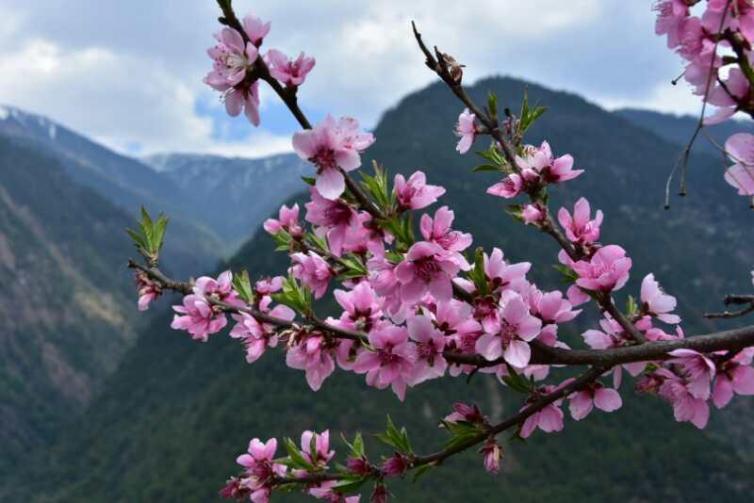 7个春天云南自驾游最美花海景点推荐，油菜花/樱花/杜鹃花等最详细赏花自驾游攻略