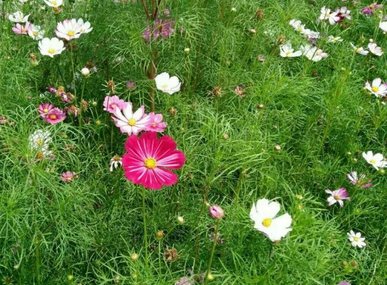 7月昆明自驾游赏花好去处推荐，昆明周边最美的花海景点攻略