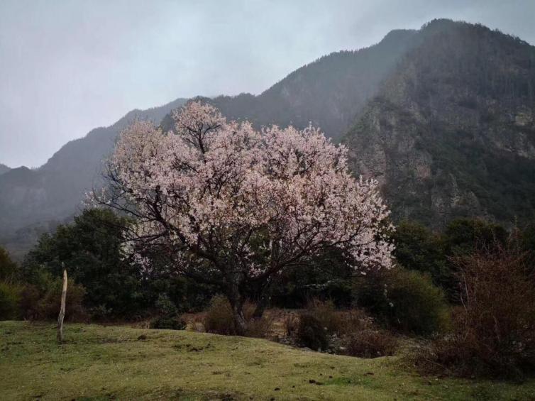 国内自春天国内自驾游最美的的胜景推荐，最美的季节不要错过最美的风景