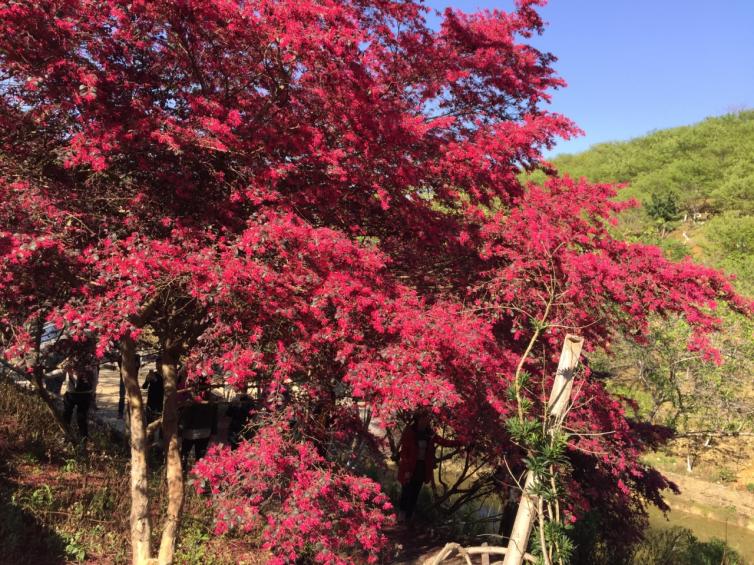 四月广东自驾游2-3天好去处推荐，6个广东周边自驾游踏春必去美景推荐