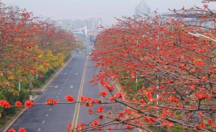 广州周边春季赏花去什么地方好，12个自驾游赏花景点全攻略推荐