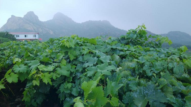 元旦平度周边自驾游去哪儿好玩，4个平度自驾游美景线路攻略推荐