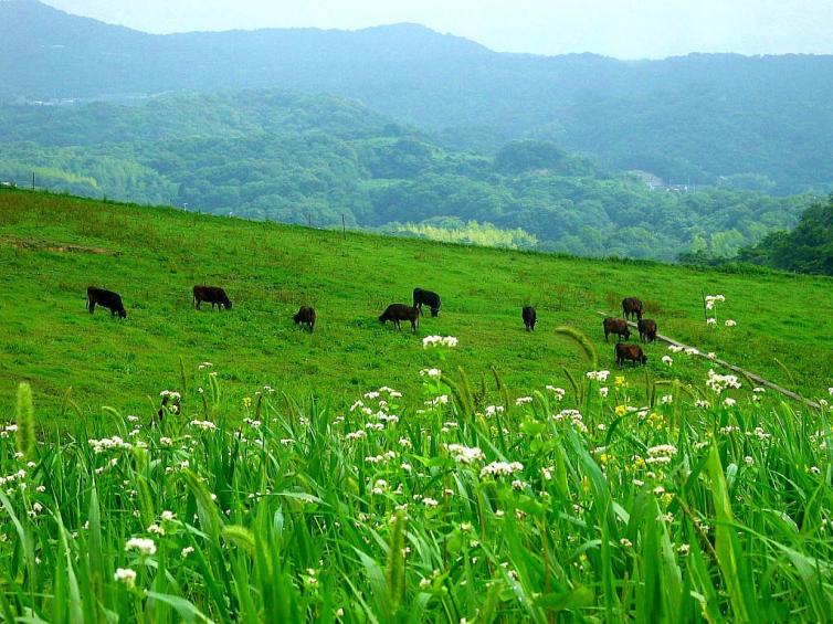 4个河北出发最佳草原自驾游路线\景点攻略推荐，河北周末1-2日自驾游去哪里好玩