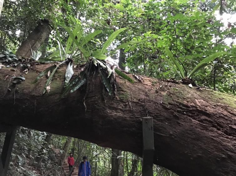 重庆出发到西双版纳自驾游线路推荐，西双版纳6日自驾游最佳攻略