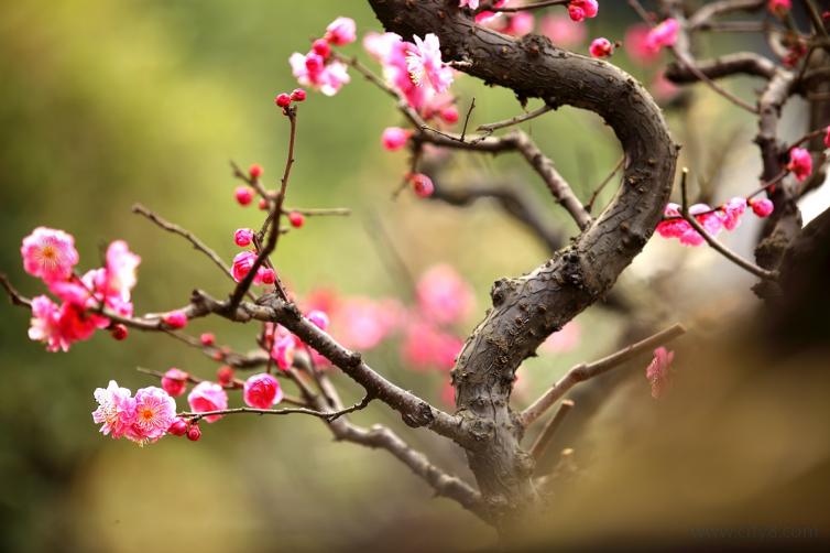 春寒之时赏安徽-苏州最美梅花之景，东南地区自驾游花海景点推荐