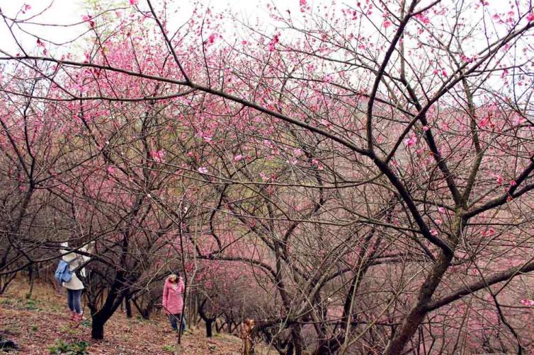 春寒之时赏安徽-苏州最美梅花之景，东南地区自驾游花海景点推荐