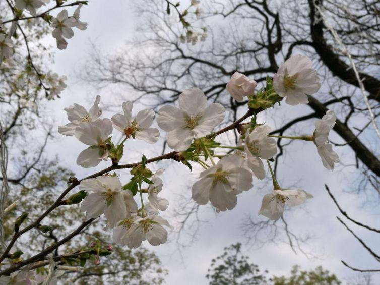 广西自驾游赏花目的地推荐，1-3月广西花开成海的好去处攻略