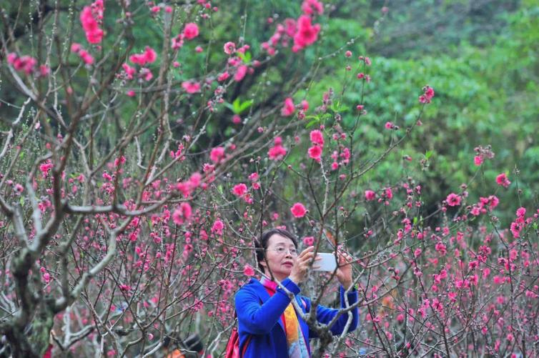 广州周边春季赏花去什么地方好，12个自驾游赏花景点全攻略推荐