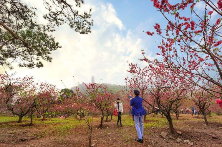 广州周边春季赏花去什么地方好，12个自驾游赏花景点全攻略推荐