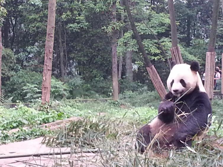 5条成都出发自驾游必去景点线路推荐，成都不能错过的自驾游攻略