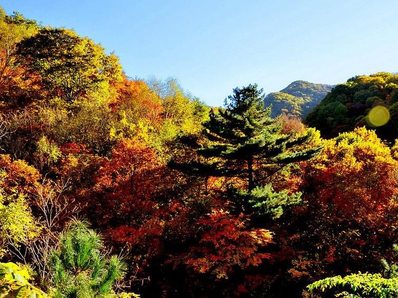 枫树湾景区