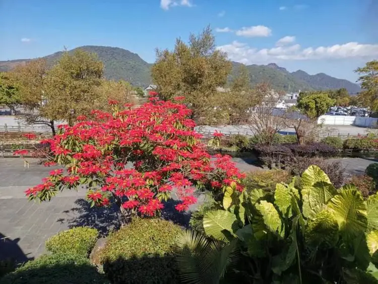 我看和顺古镇野鸭湖