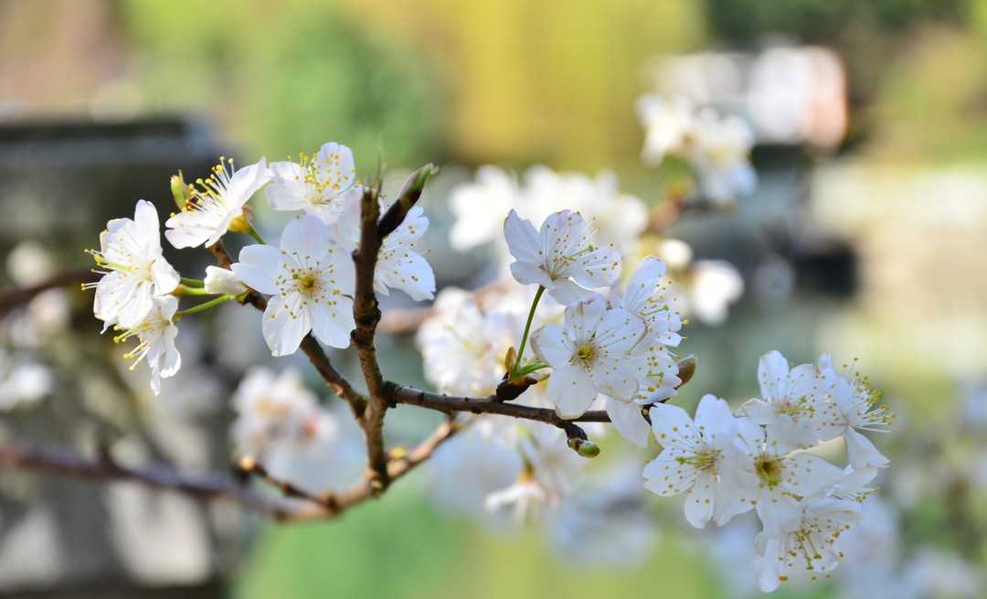 长沙望月公园山樱花开啦，来邂逅春日浪漫